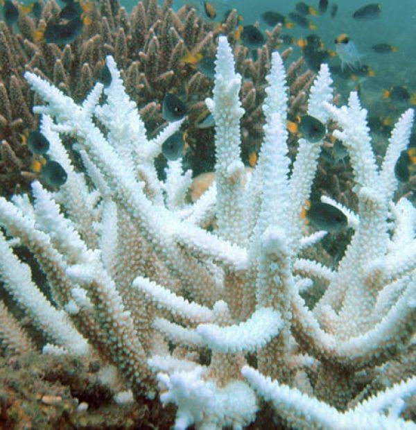 Another massive coral bleaching on the Great Barrier Reef