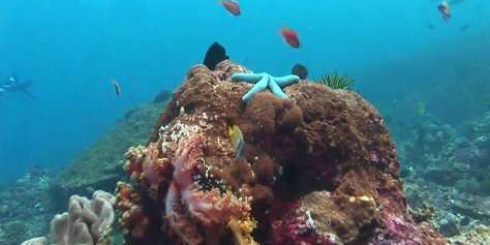 Beautiful diving sites of Indonesia – Toyapakeh