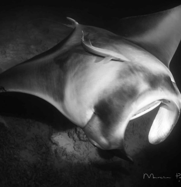 manta ray in maldives